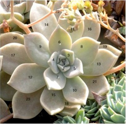 MEGÉRKEZETT az EU Bizottsági állásfoglalás a gyógynövényekről