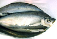 Halászati törvényjavaslat véleményezése