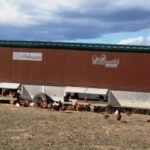 Gazdasag1 tyúkhotel