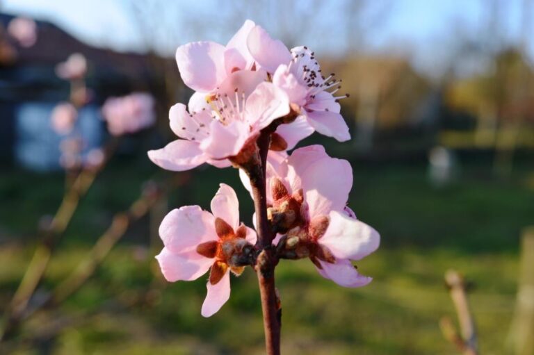 Háztáji kertek reneszánsza?