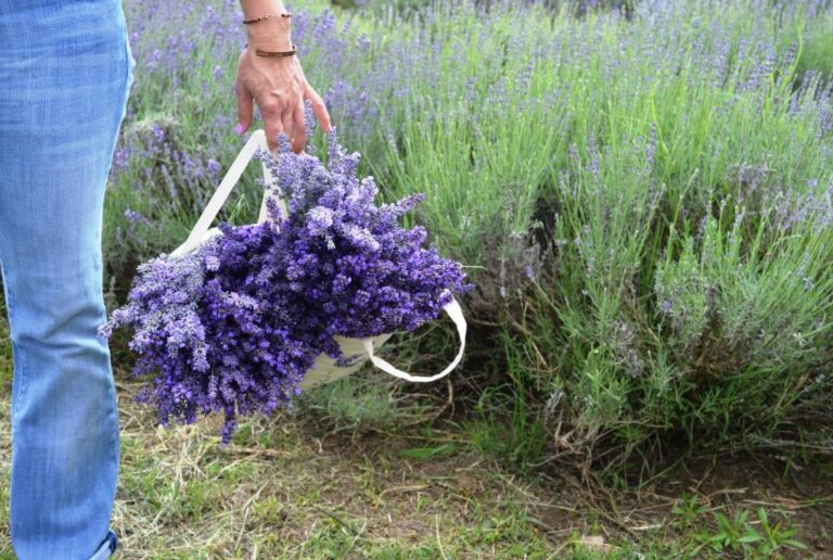 Legyél Te is ÉLMÉNYPARASZT!