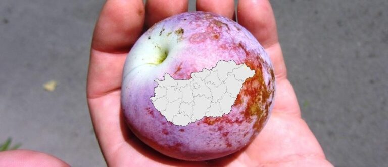 Eltűnhetnek a piacokról az ízes kistermelői termékek?