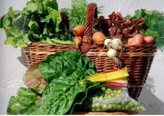 Jogi ismeretek a közösségi mezőgazdaságról / TVE