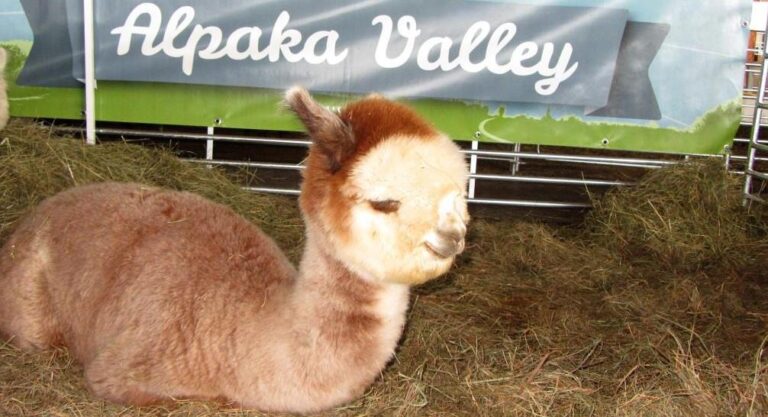 Szociális Farm Szövetség az Ausztriai Alpakka expón.