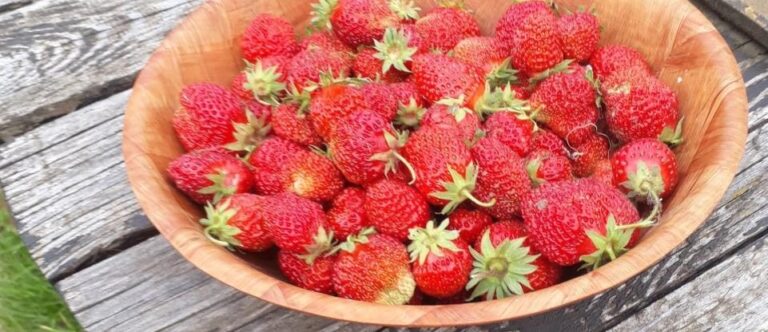 Helyi termékek, helyi védjegyek és a koronavírus – nemzetközi kitekintés