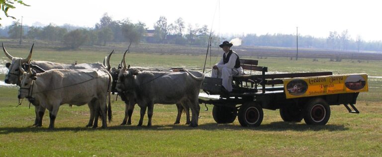 Nem lesz online pénztárgép a a piacon, váráron értékesítő termelők, kézművesek részére előírva.