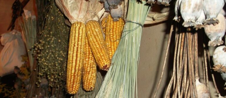 Megérkezett az EMMI válasza gyógynövény témában