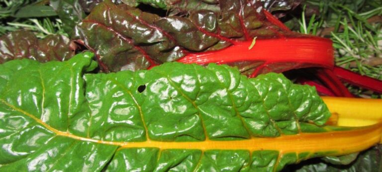 Civil – szakmai kiállás a kutatás, a génmegőrzés, és a hagyományőrzés szakmai önállósága mellett