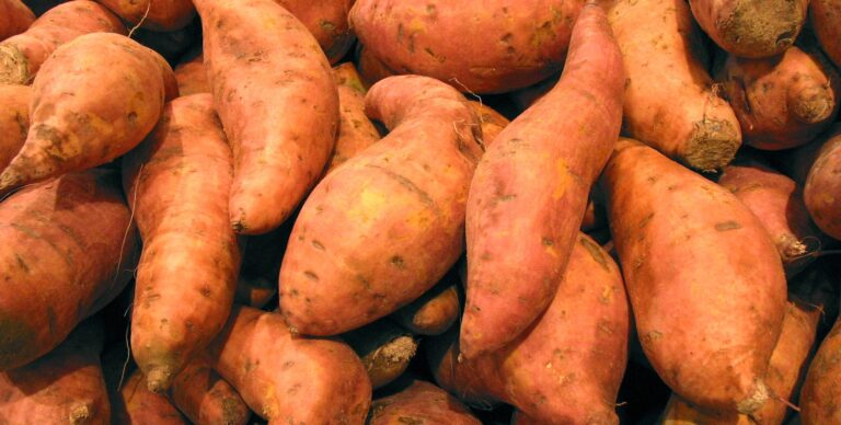 Some information on sweet potato, batata from Palau