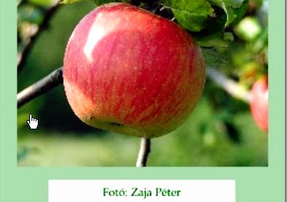 Tájfajta Gyümölcsök FAJTAFELISMERŐ LAPOK