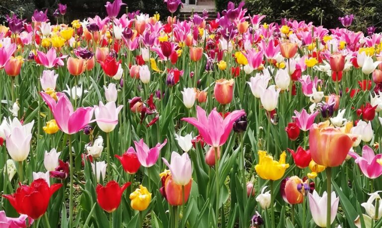 BOND nemzetközi jó gyakorlatok TANULMÁNY SOROZAT