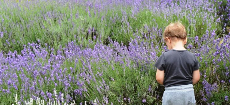 Őszre halasztva Élményprogramok szervezése kertészetekben – Terény 2022.