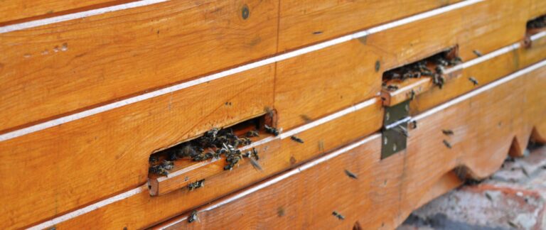 Érdekességek a mézek és méhek világából