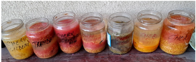 WORA newsletter no 4. RO