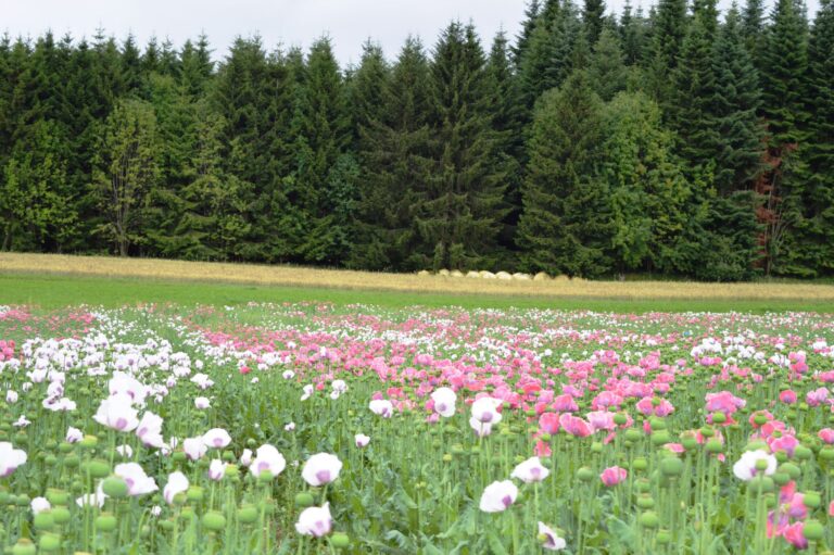 Tematikus MÁK-falu Ausztriában