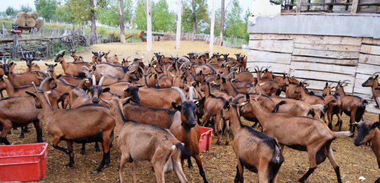 Mintafarmok Szerbiában és Magyarországon – ARCCHAD