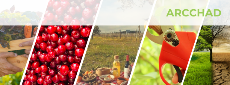 ARCCHAD kérdőív REL értékesítési csatornák részére