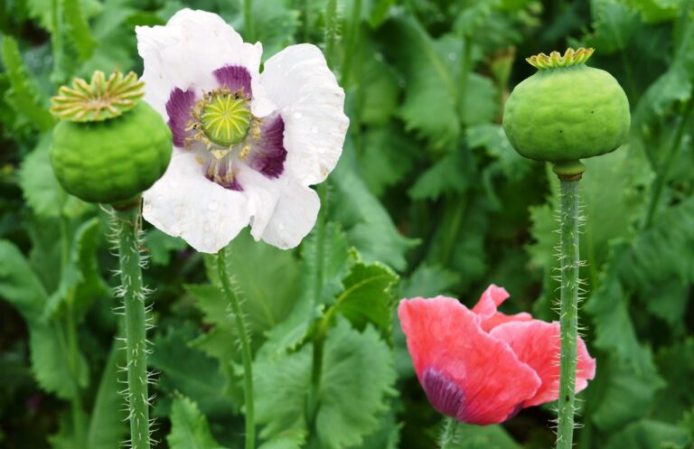 Egy napos tanulmányút Ausztriába: tematikus mák falu.